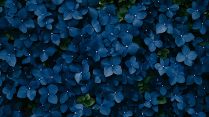 deep blue hydrangea blossoms, hydrangeas, flowers, blue flowers, blue hydrangeas, dark blue