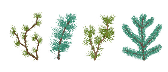 Set of evergreen coniferous branches of pine, spruce. Decorative botanical elements. Vector graphics.