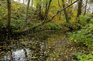stream in autumn