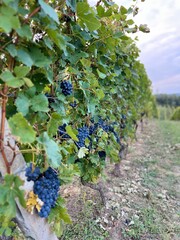 vineyard in autumn