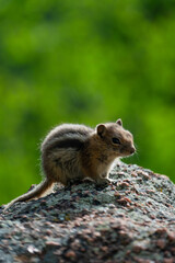 chipmunk on a rock