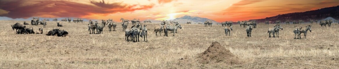 Wall Mural - Herd of zebras gathering in the dry african savanna