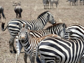 Wall Mural - Herd of zebras grazing on dry grass in the african savanna