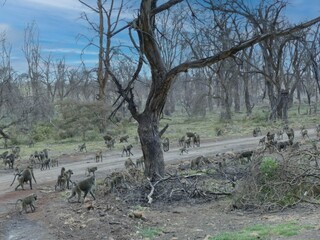 Wall Mural - Troop of olive baboons crossing dirt road in african savannah