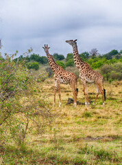 Wall Mural - Two giraffes enjoying the african savannah landscape in cloudy day