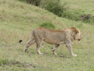 Wall Mural - Lion walking on green grass in masai mara national reserve