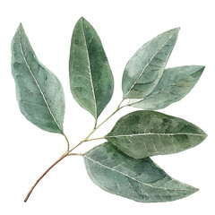 Wall Mural - A watercolor of eucalyptus leaves, isolated on a white background. Eucalyptus leaves vector.