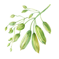 Wall Mural - A watercolor clipart of a set of fennel seeds, isolated on a white background. Fennel seeds vector.