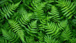 © Caseyjadew - Vibrant lush green ferns creating a refreshing botanical background
