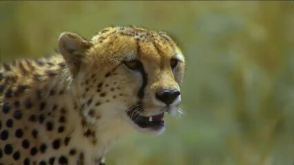 Wall Mural - extreme close up view of cheetah walking