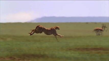 Wall Mural - slow motion footage of cheetah chasing prey