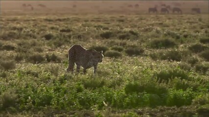 Wall Mural - wild cheetah looking for food