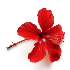 Wall Mural - Scarlet Flower isolated on white background.