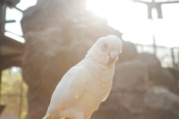 Portrait of White Parrot Sitting On Branch Against Big Bird Cage Background

