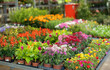 © JackF - On shelf there are rows of various ornamental plants for decorating apartment, office, country house, flower beds, patio. Wholesale hypermarket of potted plants, hobby gardening products