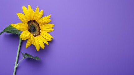 Wall Mural - A single bright yellow sunflower on a solid purple background symbolizing diversity and growth, Highlighting the potential and beauty in diverse environments, minimalistic style