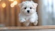 © Koh's Smart - The white fluffy Maltese puppies are bursting with boundless energy and infectious joy
