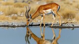A thirsty impala antelope drinks water from a small puddle in a dry, grassy plain.