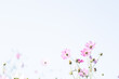 © Rucola - コスモスと青空