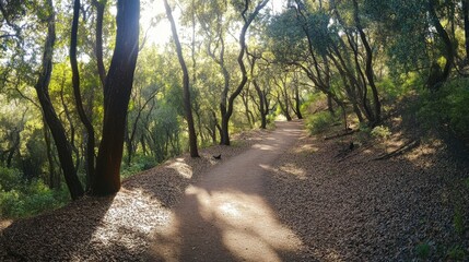 Poster - A picturesque outdoor hiking trail with winding paths, dense forest, and sunlight filtering through the trees