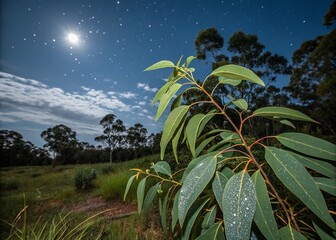 Wall Mural - Enchanting Night Photography of Eucalyptus Citriodora Plant Under Starry Sky with Glowing Leaves and Soft Moonlight Casting Shadows on Lush Green Background