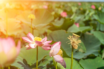 Wall Mural - A pink lotus flower sways in the wind, Nelumbo nucifera. Against the background of their green leaves. Lotus field on the lake in natural environment.