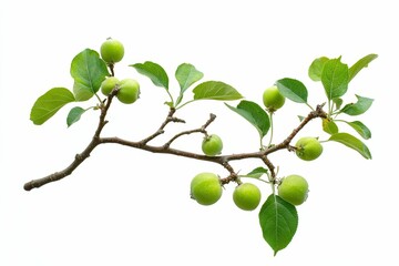 Wall Mural - Green apples and leaves on a branch.