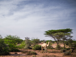  A Somali landscape