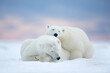 © RooM The Agency - Close-up of two polar bears curled up together sleeping in the snow, Alaska, USA