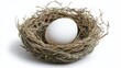 © DIAHIMAGESNEW - White egg in a bird nest on a white background.