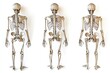 © Vii - Image shows a human skeleton from different angles