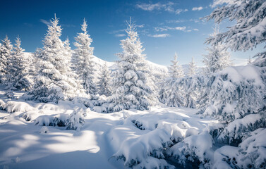 Fototapete - Stunning snow-capped conifers covered with hoarfrost on a frosty day. Carpathians, Ukraine, Europe.