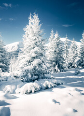 Aufkleber - Fantastic snow-covered conifers covered with hoarfrost on a frosty day.