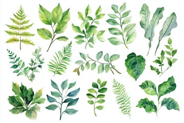 Wall Mural - Hand drawn watercolor fresh leafy greens assortment on white background 