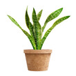 © Miso Ai - A vibrant snake plant in a rustic pot, perfect for home decor.