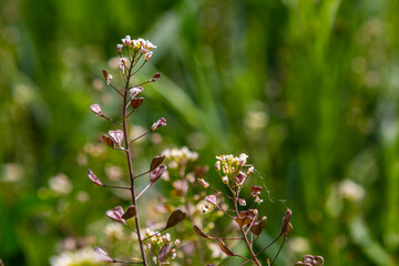 Wall Mural - In nature, the field grow Capsella bursa-pastoris