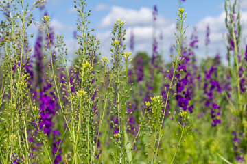 Camelina microcarpa, Brassicaceae. Wild plant shot in spring