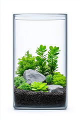 Wall Mural - Transparent Glass Terrarium with Green Plants Inside, Isolated on White Background