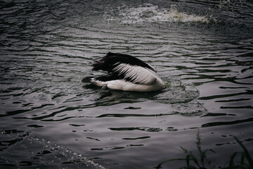 pelicans on the pond, good for article or commercial