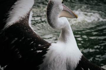 pelicans on the pond, good for article or commercial