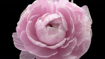 Wall Mural - Beautiful pink buttercup, ranunculus flower opening on black background