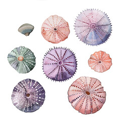 Canvas Print - A watercolor of a set of sea urchin shells, isolated on a white background. Sea urchin shells vector.