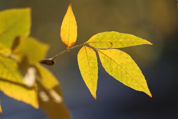 Wall Mural - autumn leaves on the tree