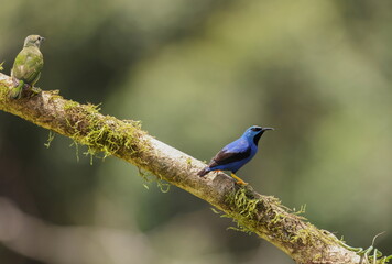 Canvas Print - Shining honeycreeper