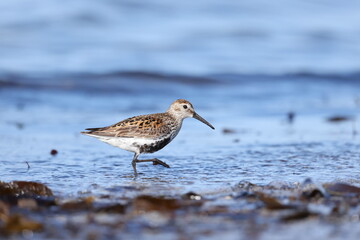 Canvas Print - Dunlin in breeding plumage