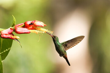 Wall Mural - Rufous-tailed hummingbird