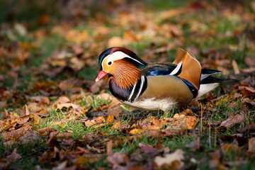 Wall Mural - Male mandarin duck