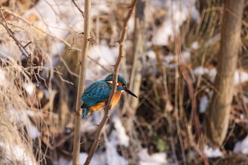 Wall Mural - Common kingfisher