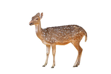 Wall Mural - Spotted deer isolated on transparent background png file