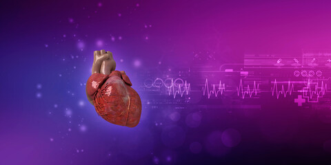 Wall Mural - 3d illustration  Anatomy of Human Heart 
